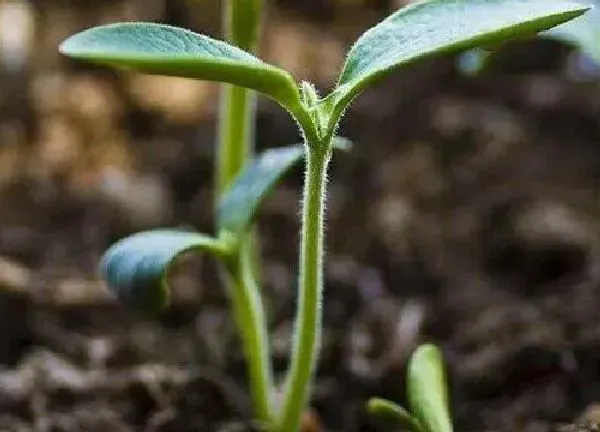 植物发芽|葫芦籽怎么发芽快