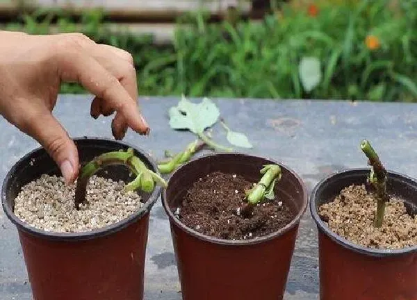植物生根|大丽花扦插多久生根
