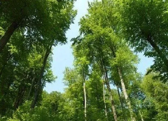 生长环境|榉木的生长环境及生长地方条件