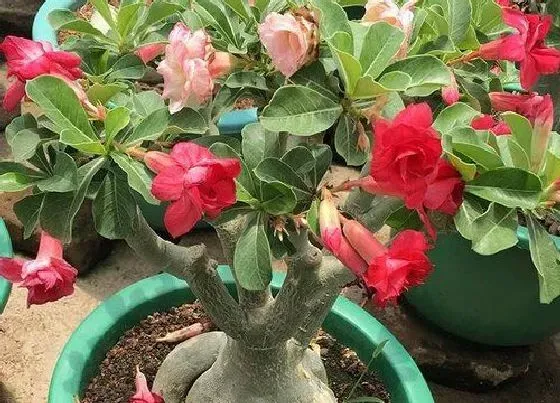 冬天植物|沙漠玫瑰耐寒最低温度是多少（沙漠玫瑰冬天怎么过冬）
