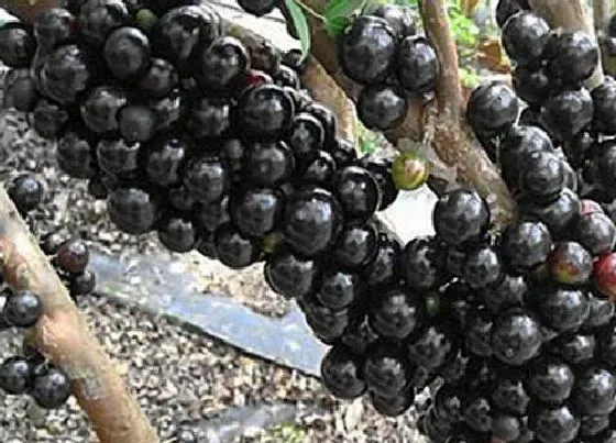 种植管理|嘉宝果几年结果实