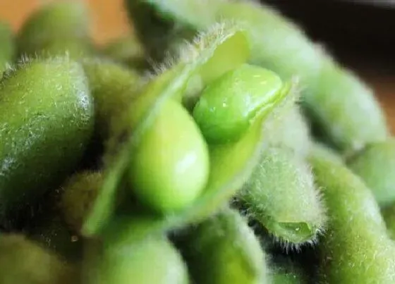 植物种类|绿色的蔬菜有哪些 常见的绿叶蔬菜品种图片及名称