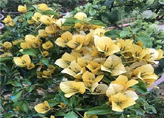 生长环境|三角梅生长环境条件及特点