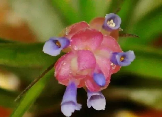 开花时间|空气凤梨什么时候开花 只开花一次吗