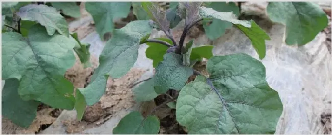 茄子苗上有虫子怎么办 | 养殖技术