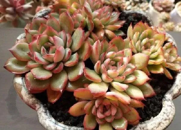 植物扦插|冰玉叶插多久发芽