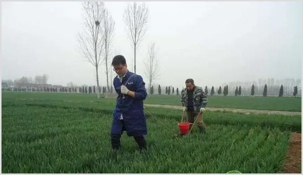 小麦怎样浇好封冻水? | 自然知识