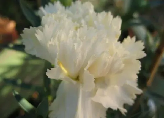 花语|有什么花的花语是厮磨 花语代表厮磨的花