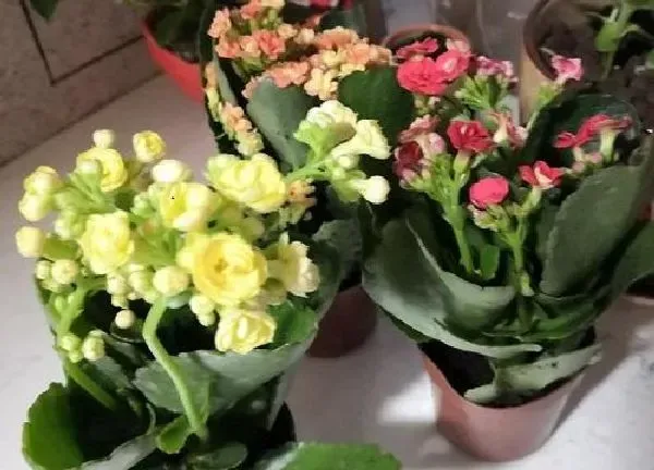 植物移栽|换盆长寿花小苗多久能晒太阳（移栽长寿花几天能见光）
