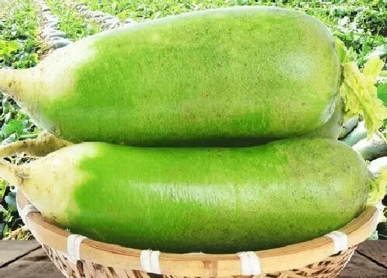 食用常识|萝卜需要去皮吗