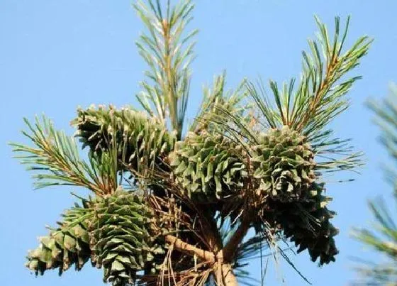 种植管理|果松几年结果实