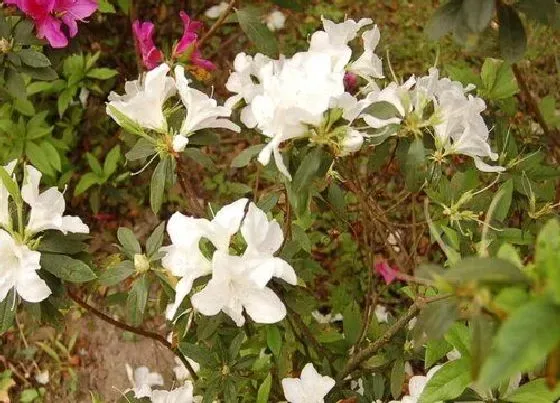 开花时间|杜鹃花一年开几次花