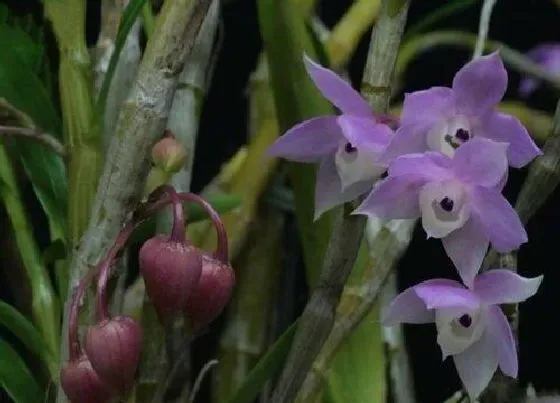 种植管理|石斛什么时候收割最好