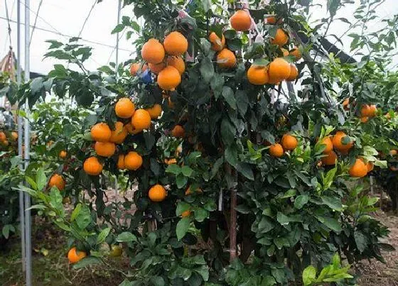 植物百科|橘子生长在什么地方