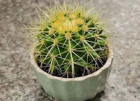 植物施肥|仙人球施什么肥最好