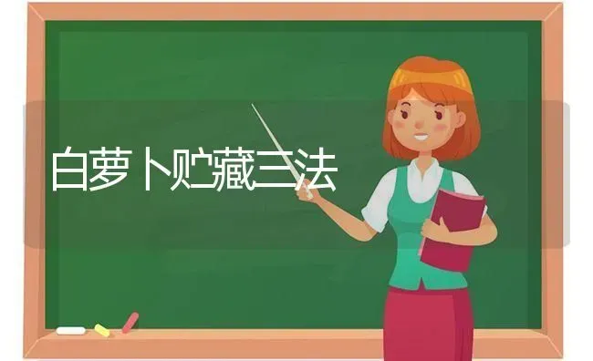 白萝卜贮藏三法 | 蔬菜种植