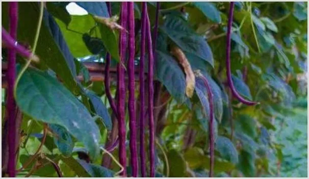 紫豆角种植时间和方法 | 种植技术