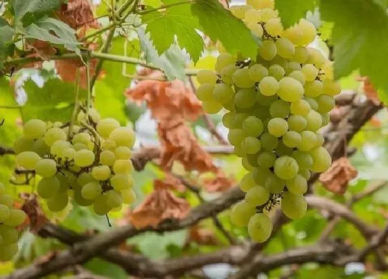 果实成熟|葡萄什么季节成熟采摘 成熟上市时间