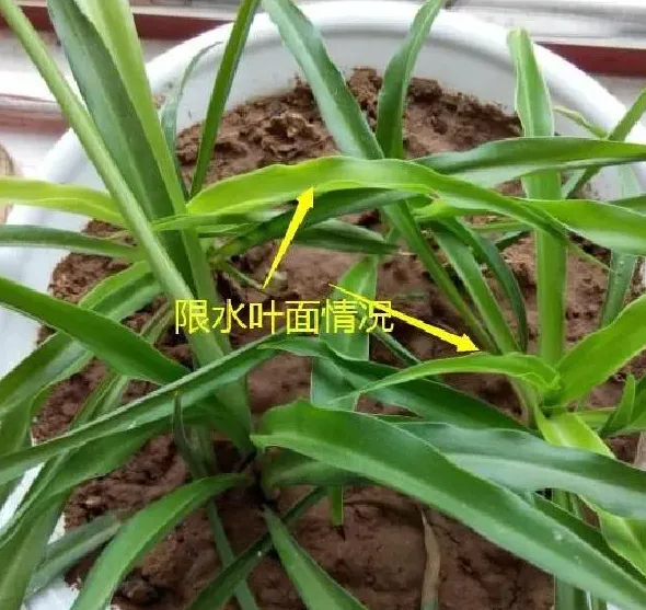 养殖方法|吊兰怎么养才能快速抽藤（怎么养护控制吊兰抽更多枝）