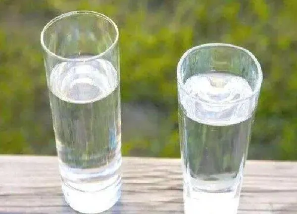 植物浇水|凉白开水可以浇花吗