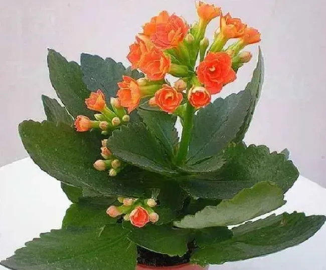 不开花|为什么我家的长寿花不开花（长寿花买来老是不开花的原因）
