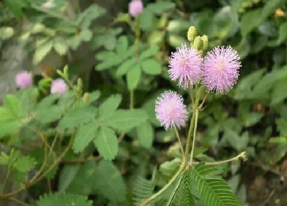 花语|含羞草的花语和寓意 植物含羞草开花的象征意义