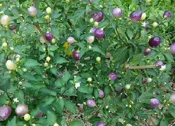 植物播种|五彩椒什么时候播种最好