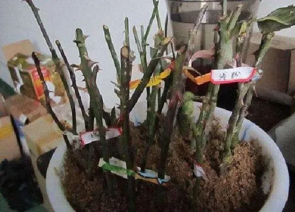 植物生根|嘉宝果扦插多久生根