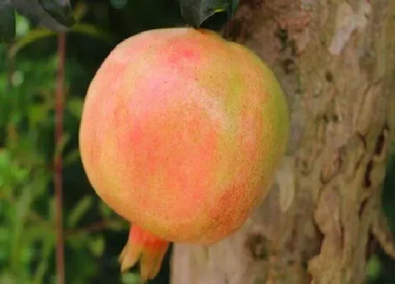 植物修剪|石榴怎么修剪方法