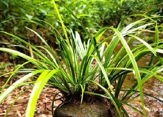 植物排行|菖蒲品种排名及图片 哪种菖蒲最好养