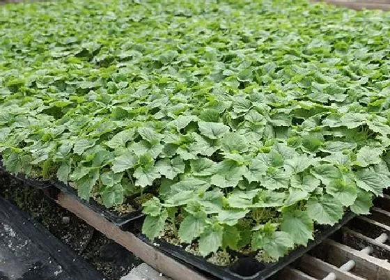 种植管理|辣椒打顶时间及方法步骤(图解)