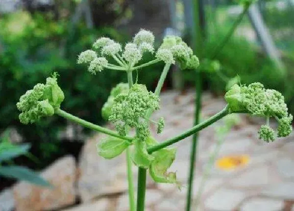 植物发芽|当归种子几天发芽