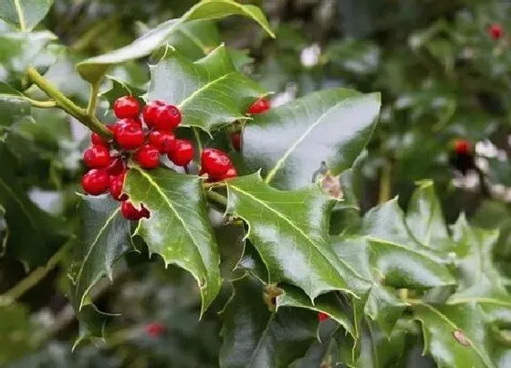 植物种类|小红果子是什么树 结什么果实