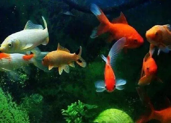植物浇水|养鱼的水可以直接浇花吗 鱼缸水浇花方法