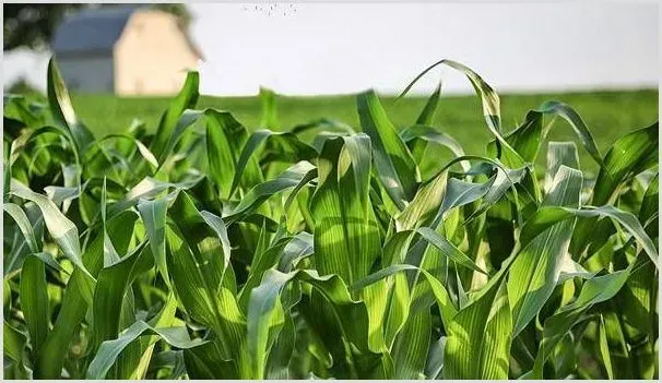 玉米跟红薯一起种植有这四大好处，种植户看过来！ | 养殖技术