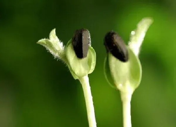 植物发芽|向日葵种子几天发芽