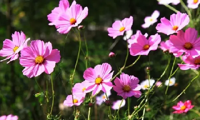 花语|格桑花的花语是什么意思与含义