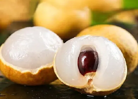 水果科普|龙眼是什么水果