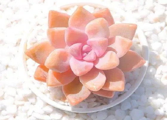 叶蔫|肉肉花叶子蔫了怎么办