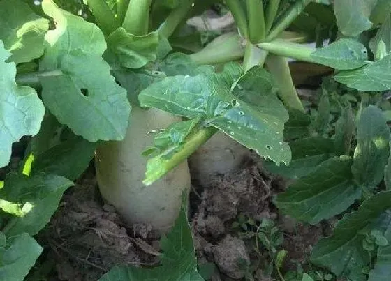 种植管理|白萝卜种植时间与生长周期