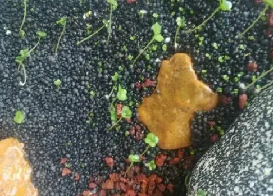 植物百科|水草有种子吗