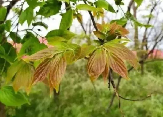 植物百科|朴树开花吗 开花什么样子