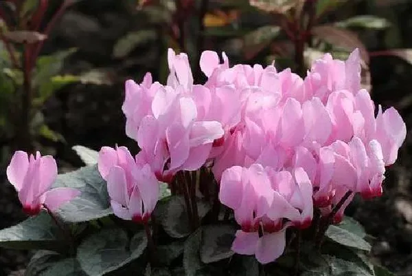 植物浇水|仙客来浇水时间 浇水的正确方法和注意事项