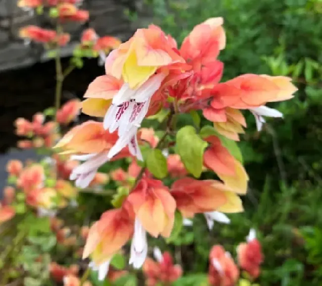 植物百科|小众又浪漫的花名（漂亮小众的花卉种类名称及图片）