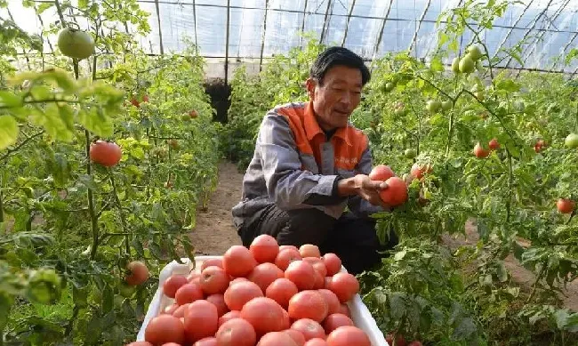 种植管理|温室大棚种菜注意事项，种植蔬菜大棚需要注意哪些细节）