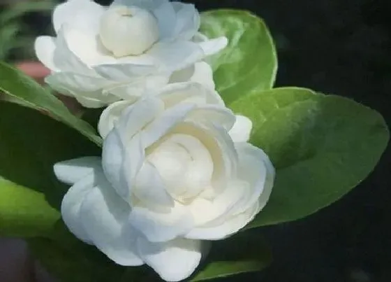 鲜花|茉莉鲜花怎么水养