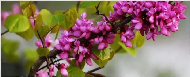 紫荆花北方可以种植吗 | 自然知识