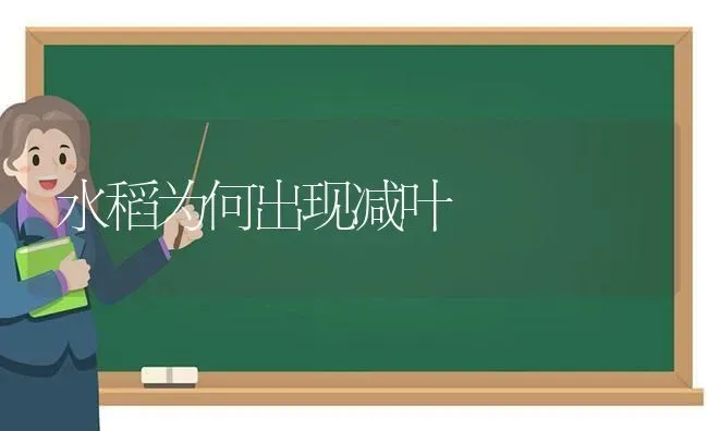 水稻为何出现减叶 | 粮油作物种植