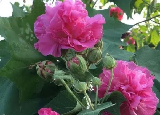 开花时间|木芙蓉什么季节开花 花期在几月份