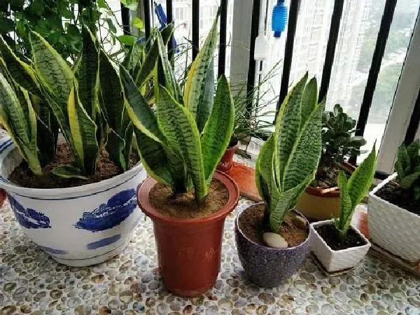 植物移栽|虎皮兰怎么移植 掌握移栽时间和方法是关键